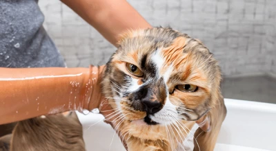 Как и зачем купать кошку